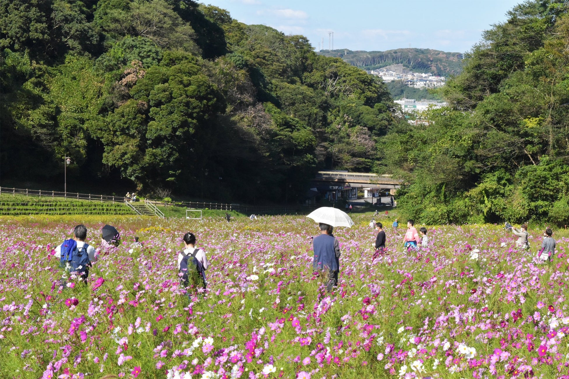 三浦半島最大級 入園無料 約100万本のコスモス開花シーズン到来 見頃は10月下旬まで 横須賀市くりはま花の国 西武造園株式会社 企業リストdb