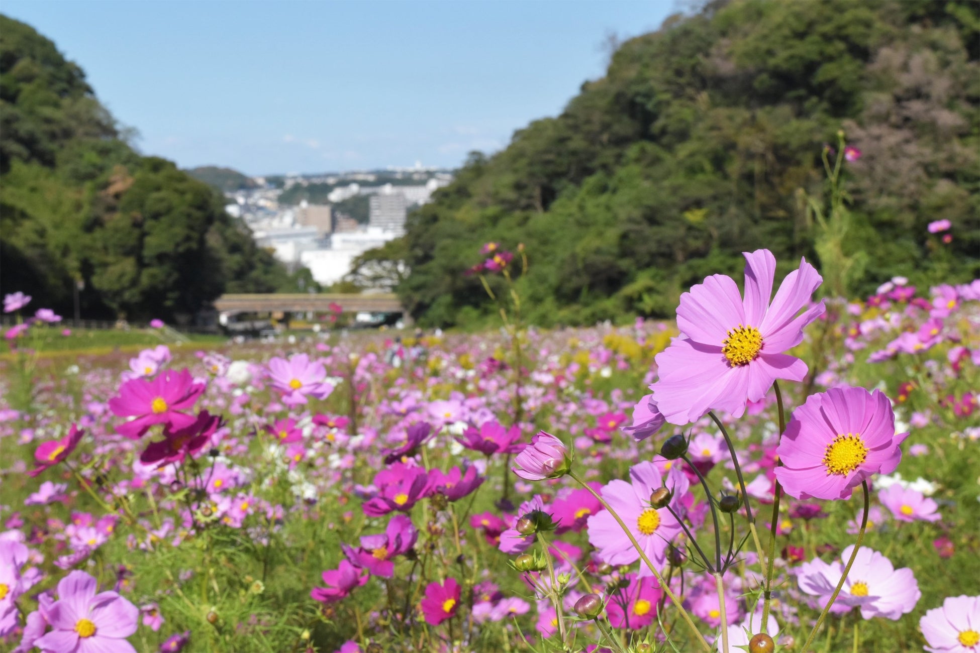 三浦半島最大級 入園無料 約100万本のコスモス開花シーズン到来 見頃は10月下旬まで 横須賀市くりはま花の国 西武造園株式会社 企業リストdb